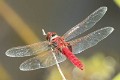 Urothemis aliena male (4 of 4)